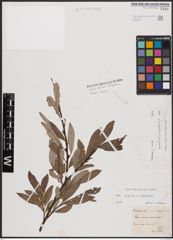 Foto von Salix caprea L. x Salix eleagnos Scop.